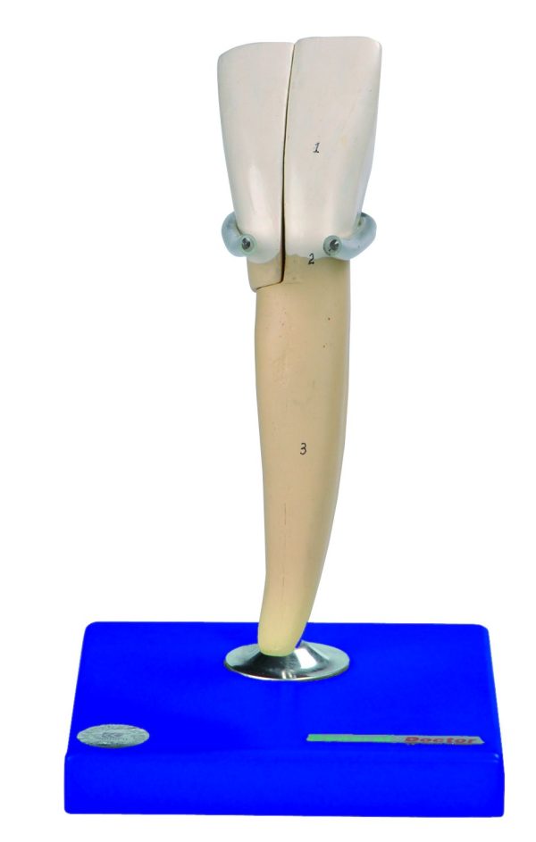 HUG/B10004 - modele zębów