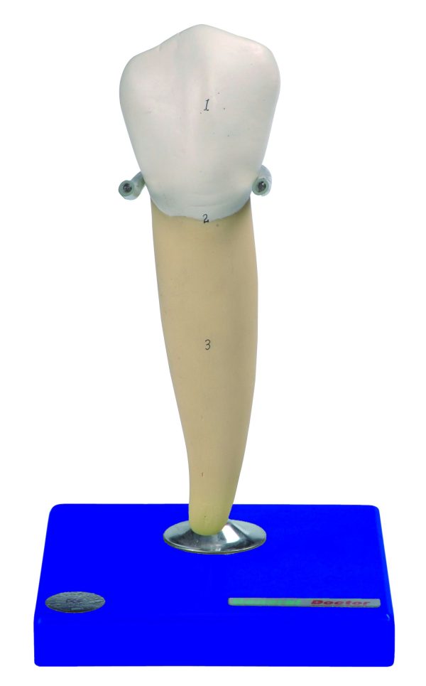 HUG/B10004 - modele zębów