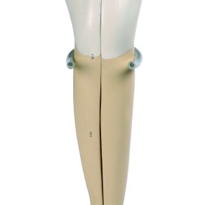 HUG/B10004 – modele zębów