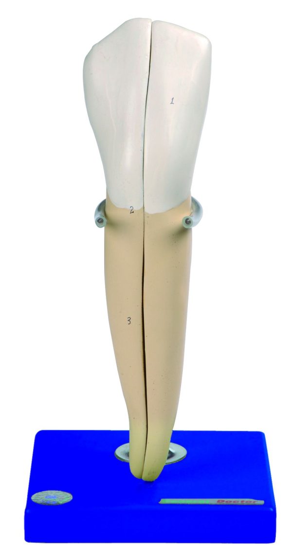 HUG/B10004 - modele zębów