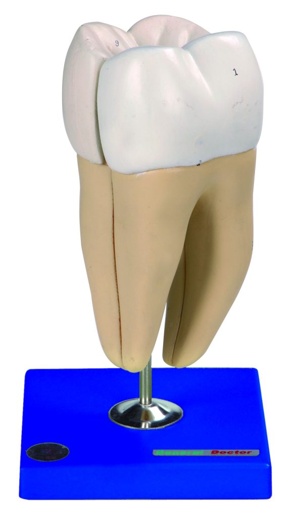 HUG/B10004 - modele zębów
