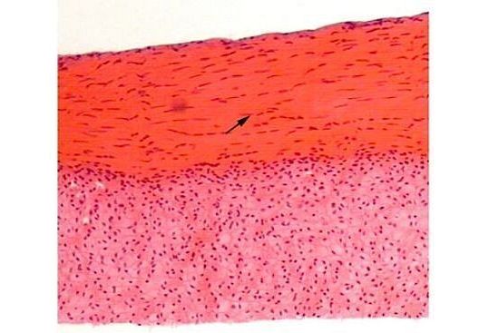 HUG/HC - histologia człowieka (preparaty mikroskopowe) cz. I