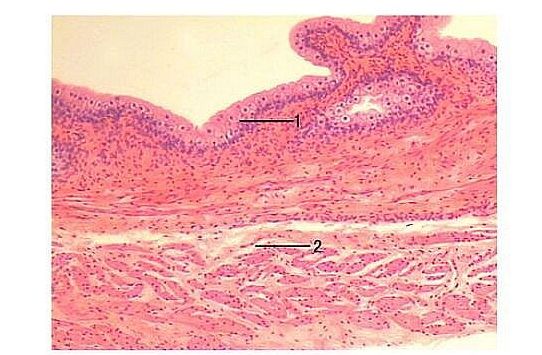 HUG/HC - histologia człowieka (preparaty mikroskopowe) cz. I