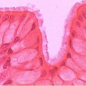 HUG/HC – histologia człowieka (preparaty mikroskopowe) cz. I