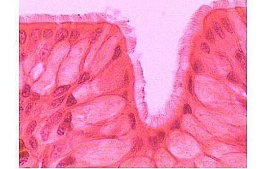 HUG/HC - histologia człowieka (preparaty mikroskopowe) cz. I